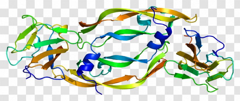 VEGF Receptor Vascular Endothelial Growth Factor VEGFR1 Kinase Insert Domain Soluble Fms-like Tyrosine Kinase-1 - Invertebrate - Vegf Transparent PNG
