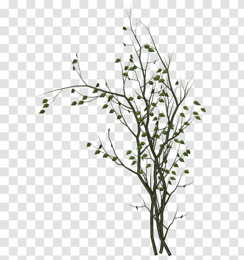 Clip Art - Flora - Vine Branches Transparent PNG