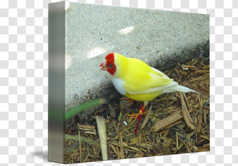 Finches Beak Gouldian Finch - Bird Transparent PNG