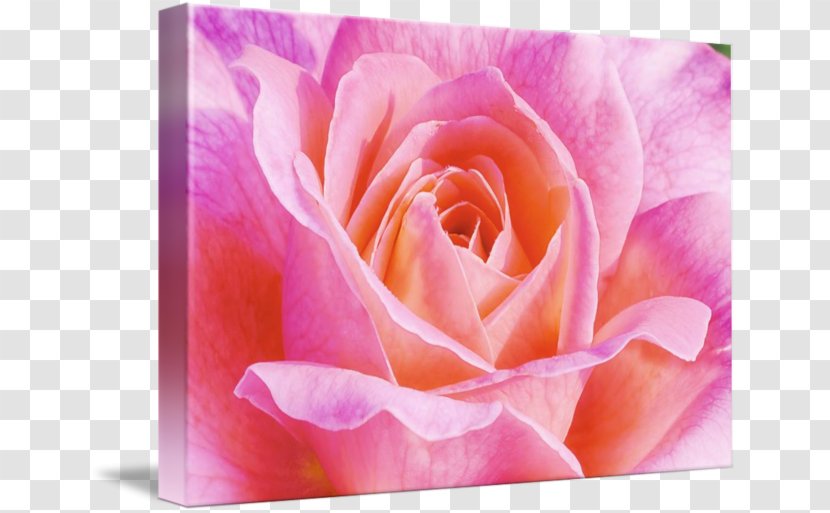 Flower Garden Imagekind Roses Centifolia - Rose Leslie Transparent PNG