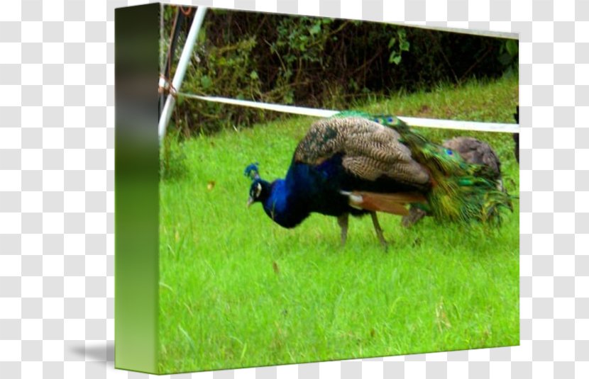 Bird Phasianidae Peafowl Fauna Wildlife - Blue Peacock Transparent PNG