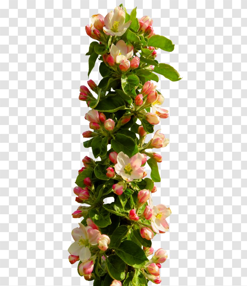 Border Flowers Flower Bouquet Clip Art - Shrub - Spring Transparent PNG