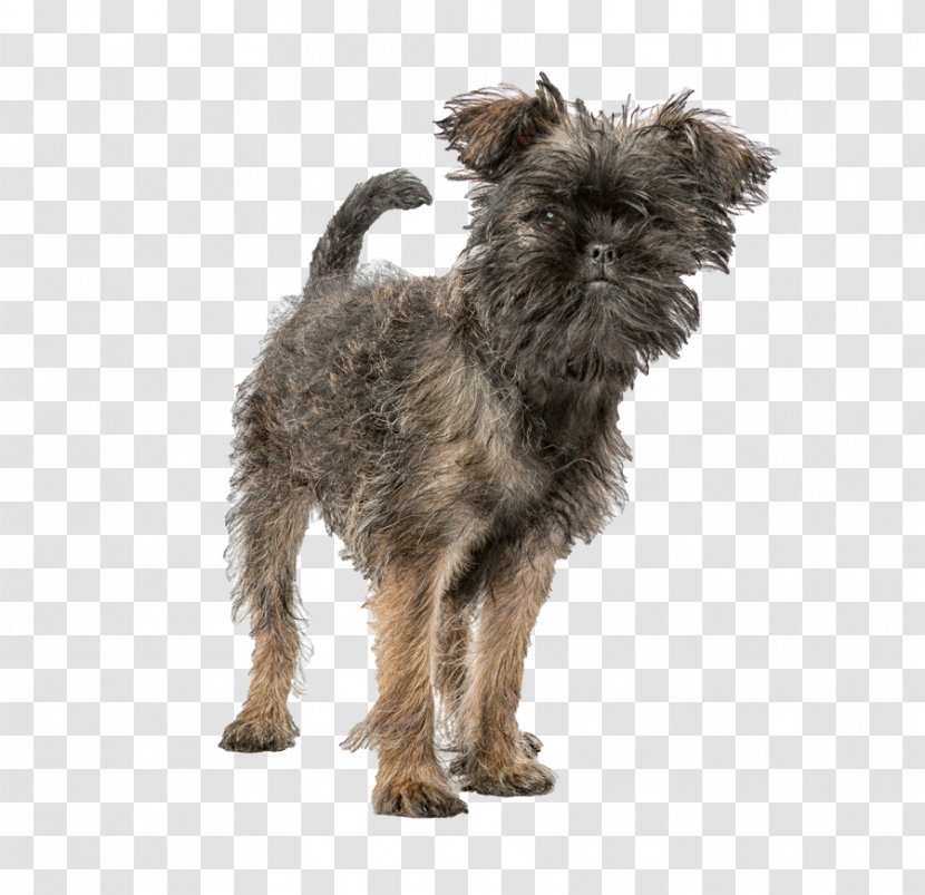 Affenpinscher Puppy Miniature Pinscher Dog Breed Chihuahua - Breeding - Information Transparent PNG