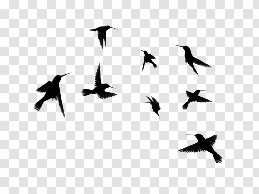 Hummingbird Bird Flight Silhouette Clip Art - Animal Migration Transparent PNG