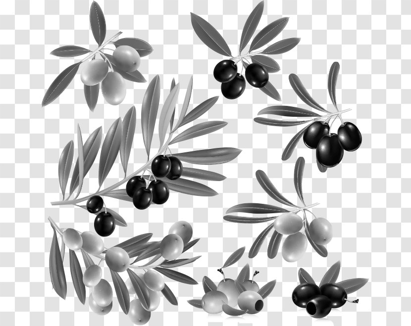 Olive Leaf Fruit Clip Art - Branch - Blueberry Vector Material Transparent PNG