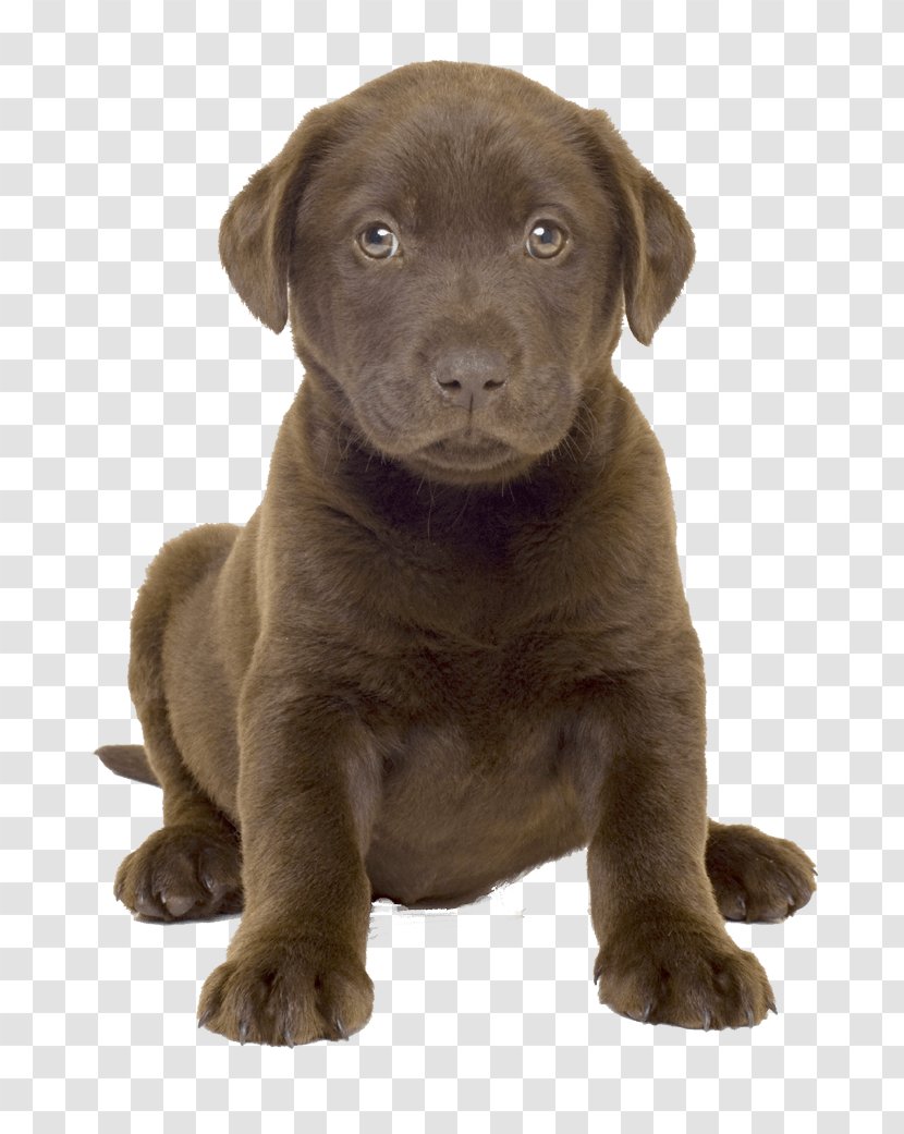 American Pit Bull Terrier Labrador Retriever Dog Breed Breed-specific Legislation - Like Mammal - Image Transparent PNG