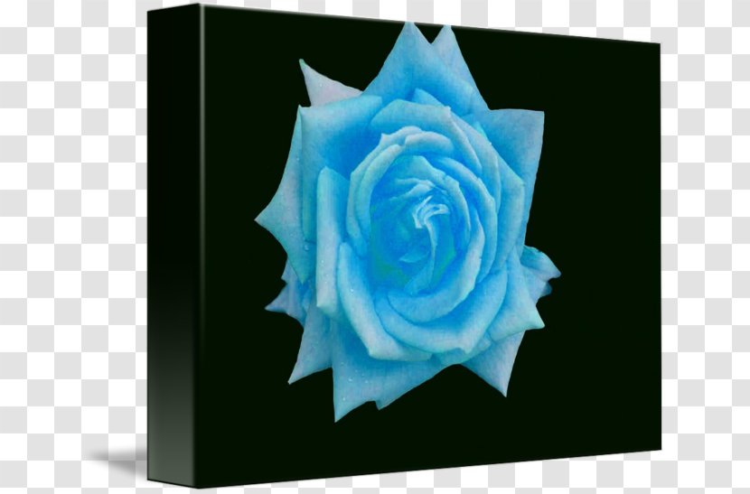 Blue Rose Flower Garden Roses Petal - Cobalt - Leslie Transparent PNG