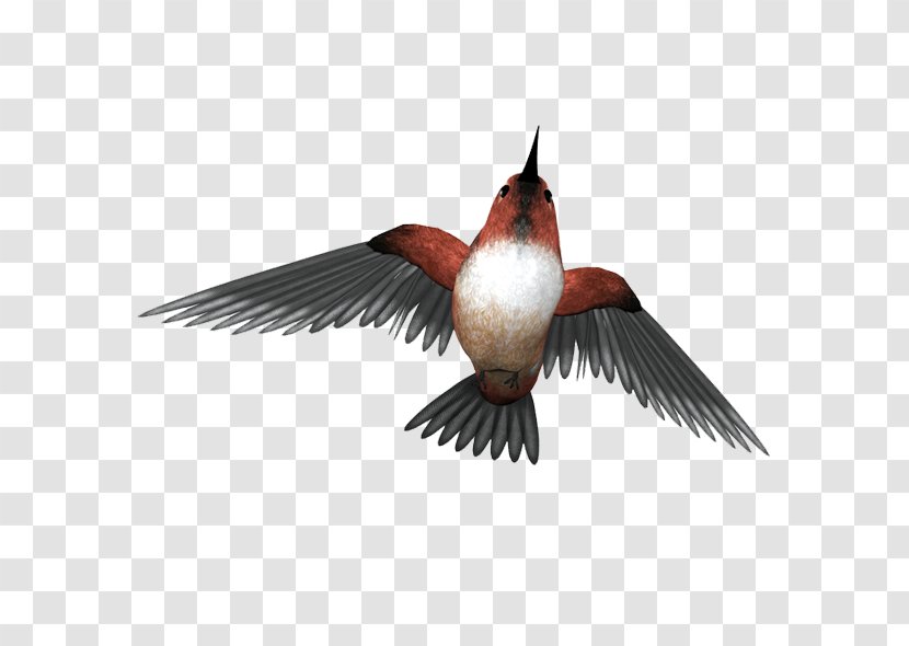 Hummingbird Ink - Beak - Bird Transparent PNG