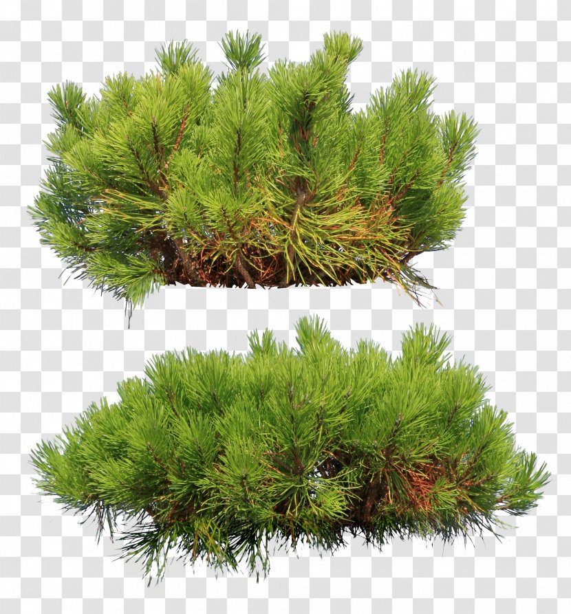 Spruce Pine Fir Conifers New Year Tree Transparent PNG