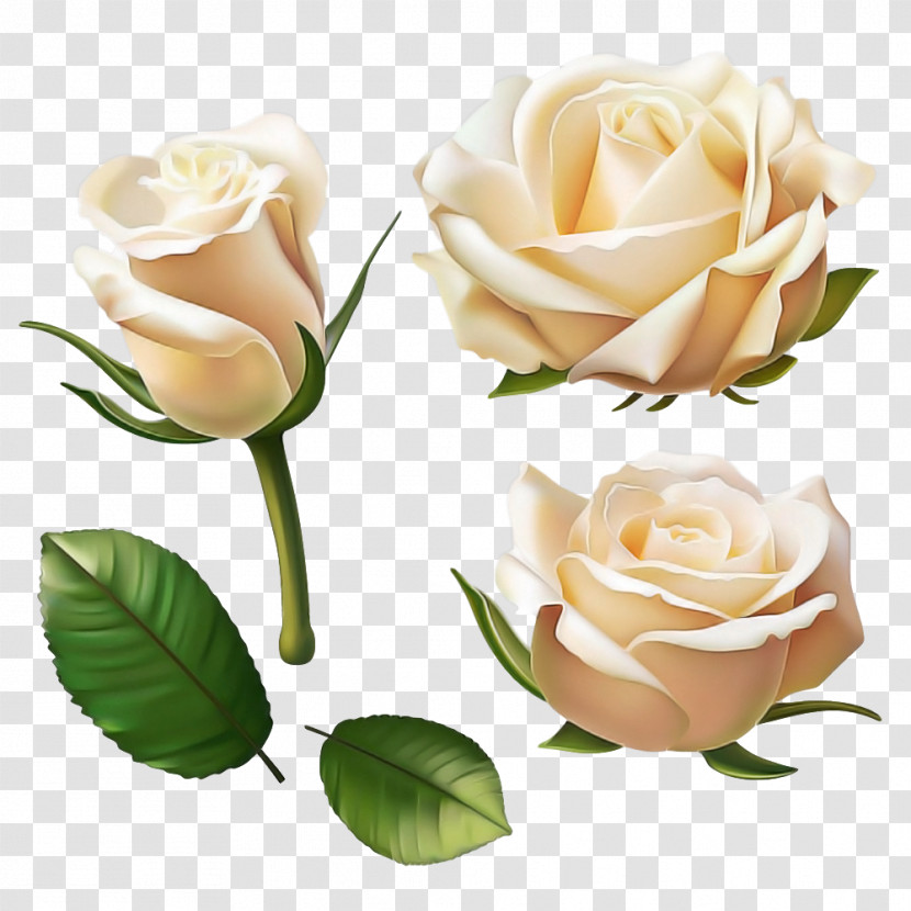 Garden Roses Transparent PNG