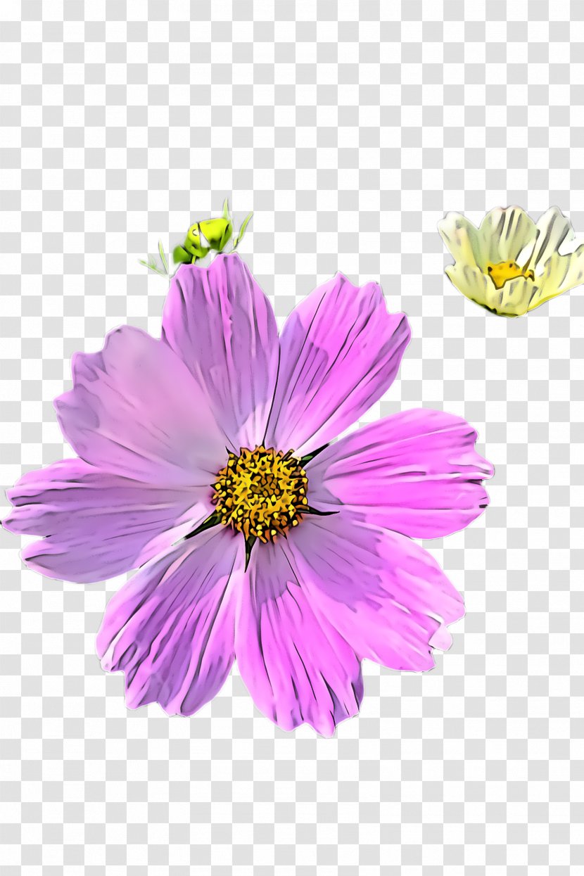 Flower Petal Plant Violet Purple - Sulfur Cosmos Garden Transparent PNG