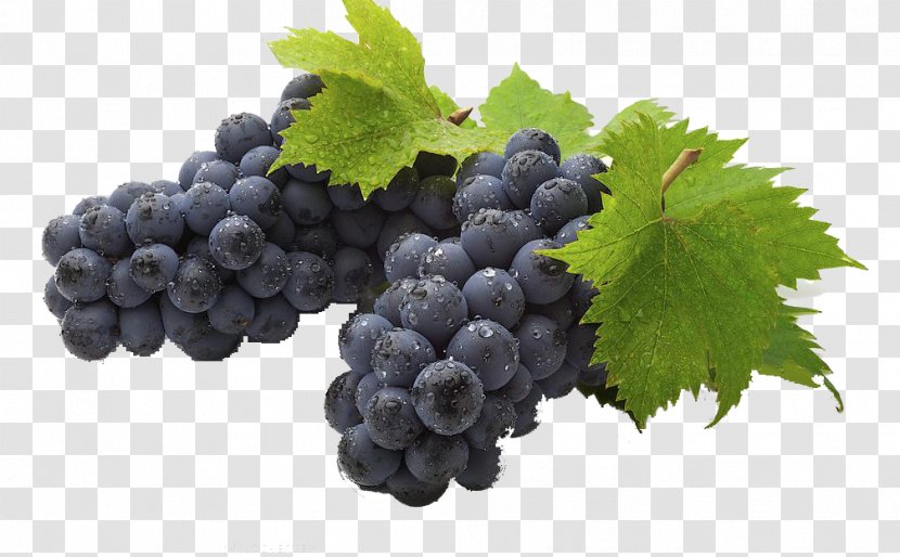 Wine Common Grape Vine Seed Extract Oil - Leaves Transparent PNG
