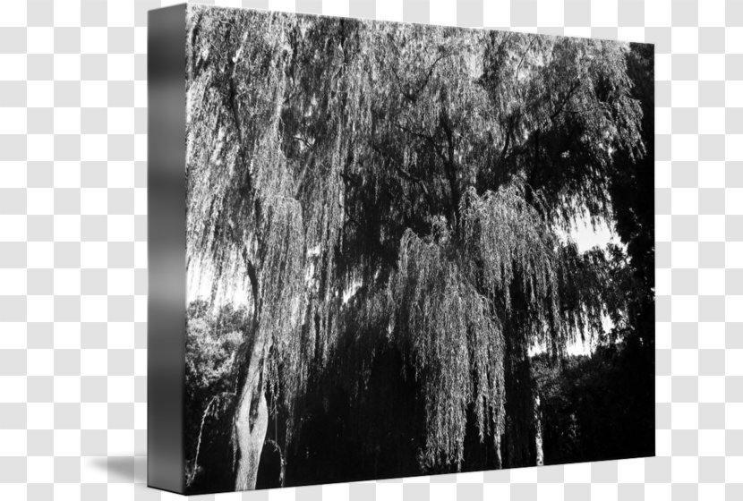 Wood Stock Photography /m/083vt White - Woody Plant - Weeping Willow Transparent PNG