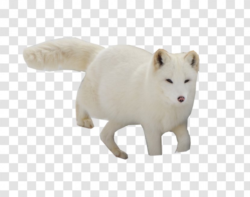 Arctic Fox - Figurine - Wildlife Transparent PNG