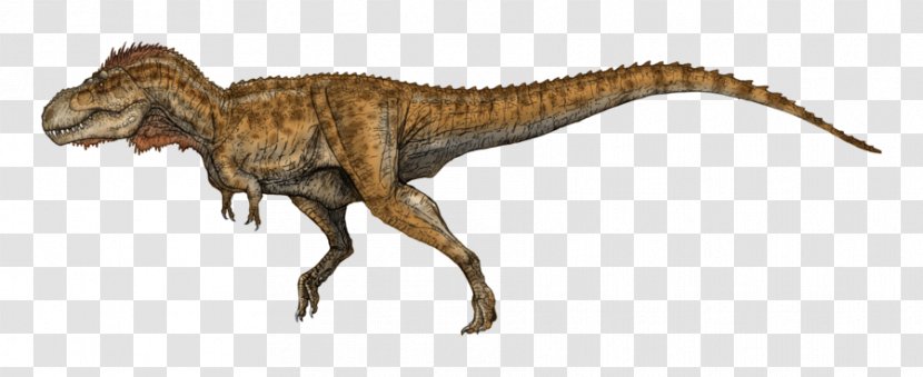 Ceratosaurus Tyrannosaurus Carnotaurus Deinonychus Giganotosaurus - Terrestrial Animal - Dinosaur Transparent PNG