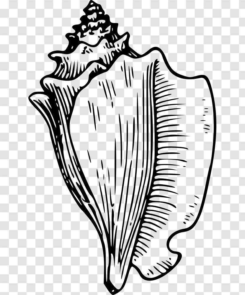 Conch Seashell Drawing Clip Art - Frame Transparent PNG