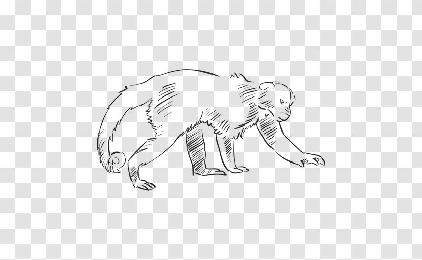 Cat Lion Drawing - Carnivoran - Monkeys Transparent PNG