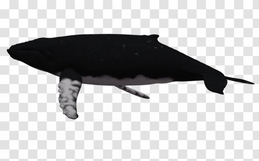 Dolphin Humpback Whale Clip Art - Cartoon Transparent PNG