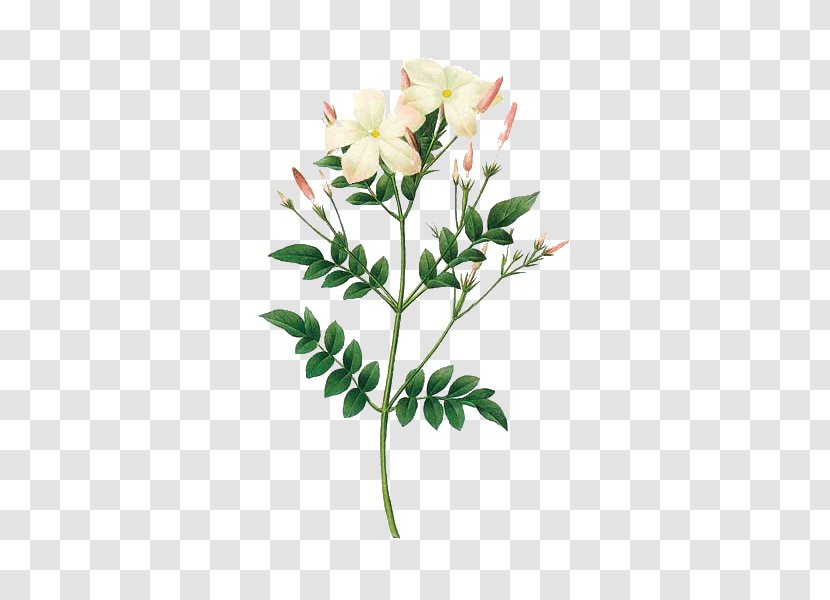 Jasminum Grandiflorum Officinale Polyanthum Auriculatum Botany - Flowering Plant - Flora Transparent PNG
