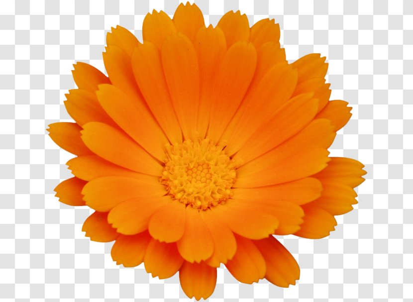 Calendula Officinalis Flower Chrysanthemum Orange Transparent PNG