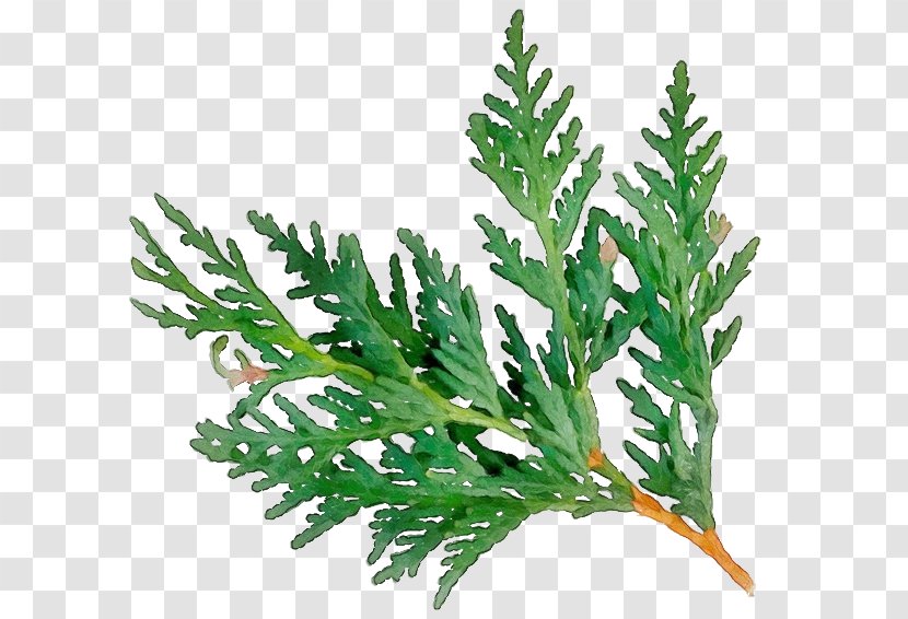 Black And White Flower - Cedar - Fern Caulerpa Transparent PNG