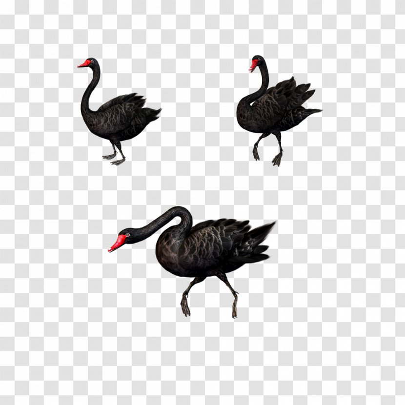 Black Swan Bird Clip Art - Ducks Geese And Swans - Creative Transparent PNG