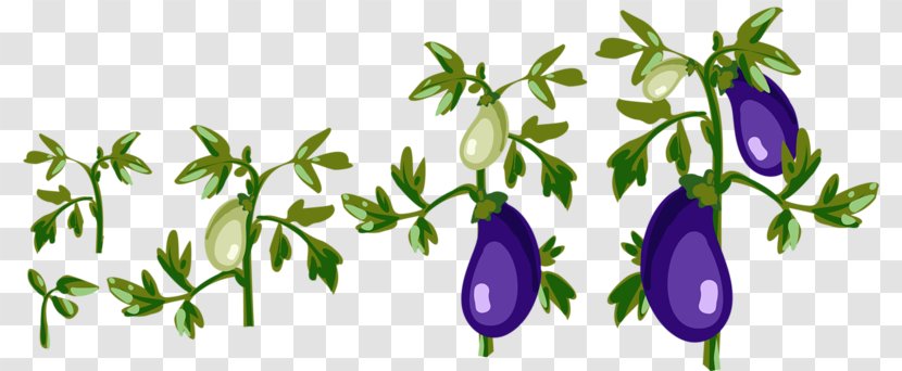 Vegetable Eggplant Illustration - Leaf - Planting Transparent PNG