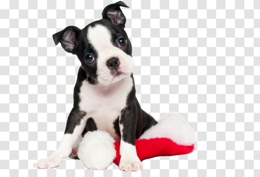 Boston Terrier Puppy American Pit Bull Jack Russell - Dog Transparent PNG
