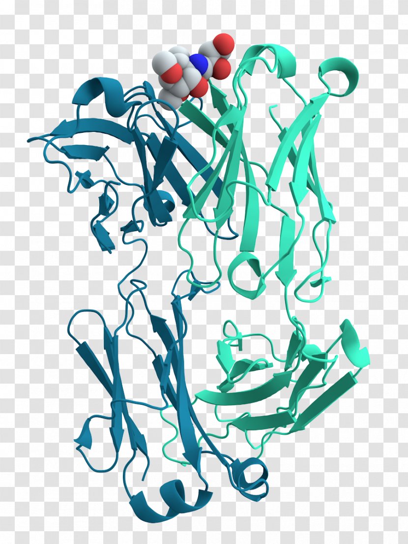 Protein Cell Antibody Biology Antigen - Peptide - Chain Transparent PNG