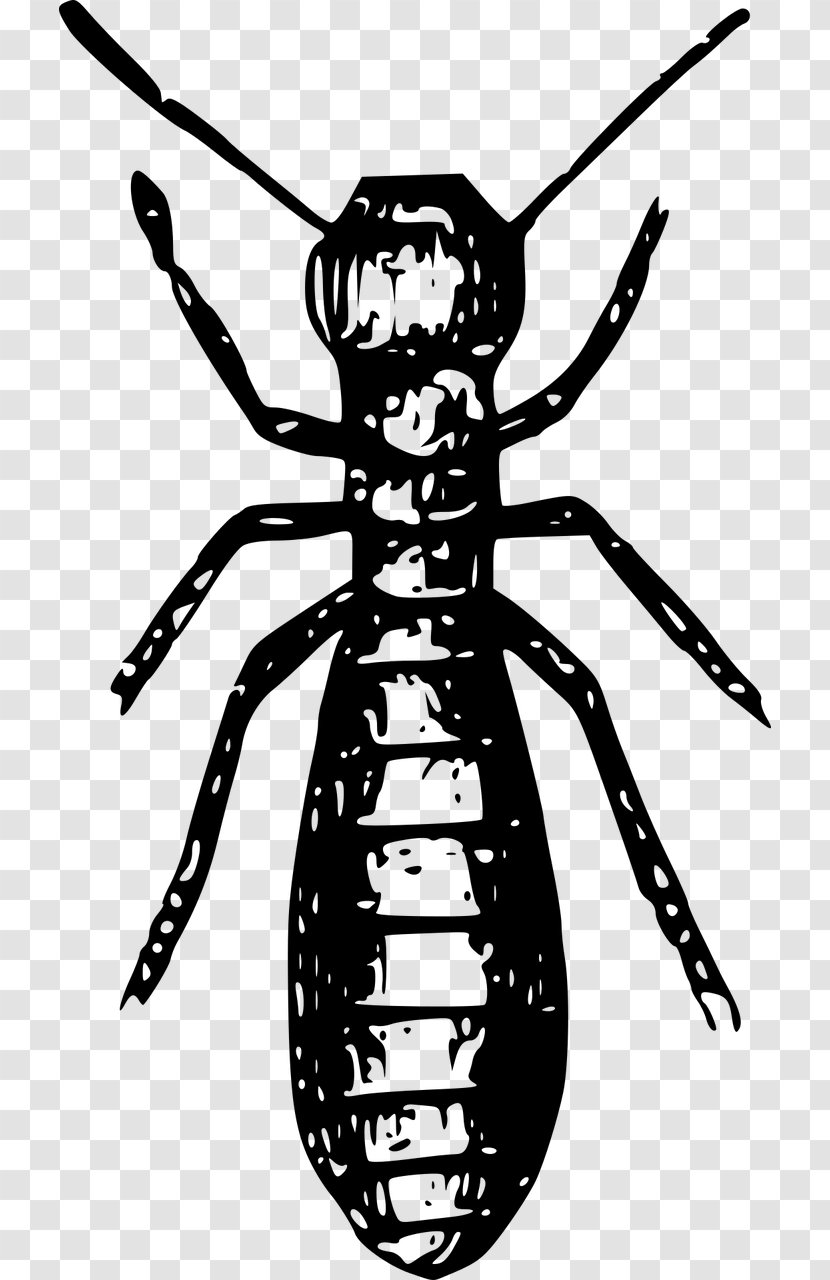 Termite Insect Ant Pest Control - Exterminator Transparent PNG