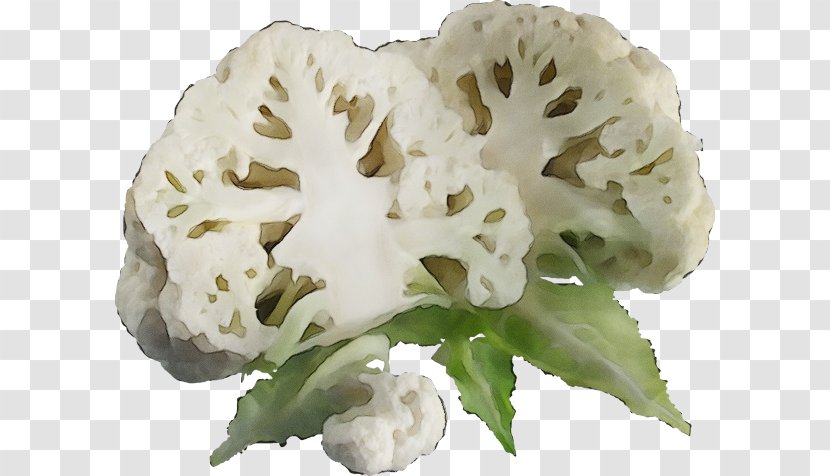 Cauliflower - Wet Ink - Plant Cruciferous Vegetables Transparent PNG