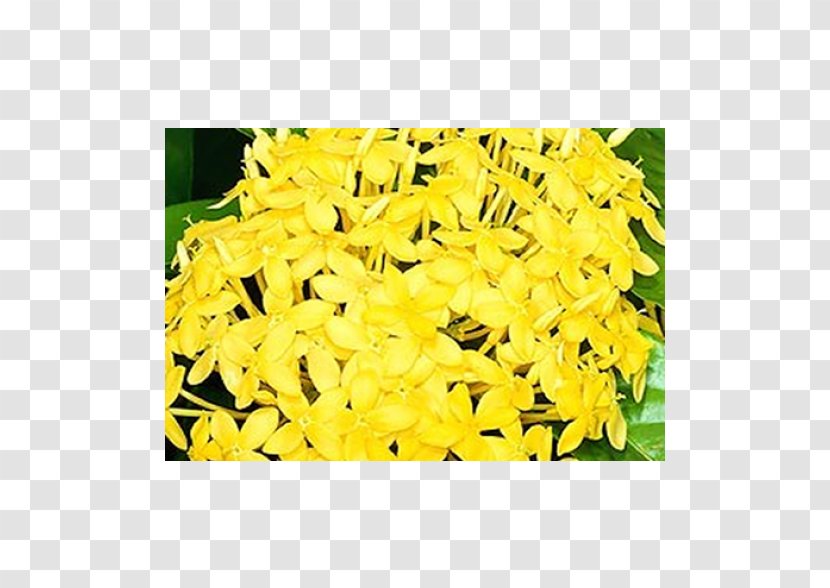 Areca Palm Flower Yellow Chinese Ixora Suriname - Nl - Jungle Geranium Transparent PNG