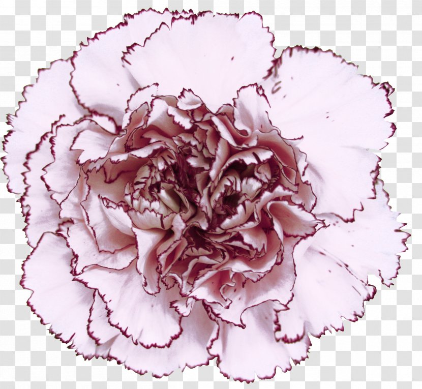 Carnation Centifolia Roses Birth Flower Mariposa - Pink Transparent PNG