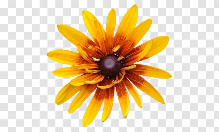 Flower Image File Formats - Gazania Transparent PNG