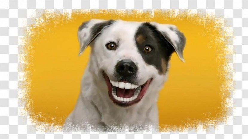 Dog Dentures Dentist Gums Advertising - Like Mammal Transparent PNG