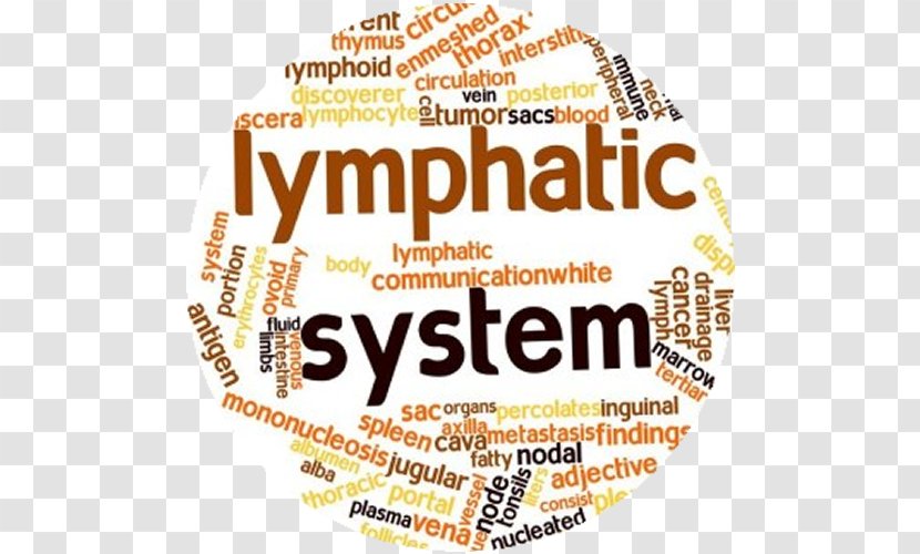 Lymphatic System Circulatory Vessel Manual Drainage Lymph Node - Detoxification Transparent PNG
