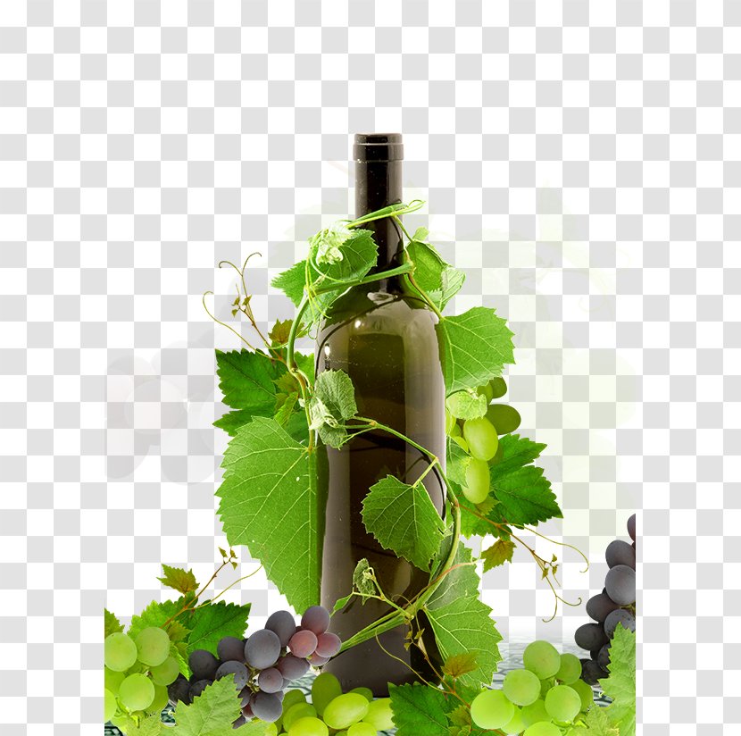 Red Wine Grape - Leaf Transparent PNG