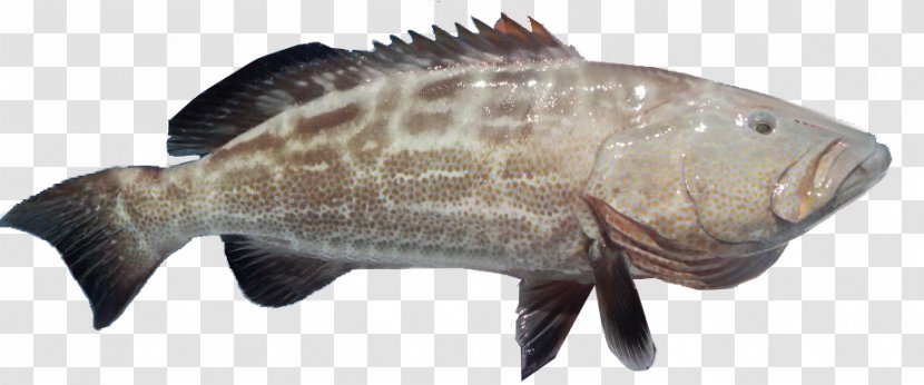 Tilapia Black Grouper Mycteroperca Microlepis Atlantic Goliath - Brown Spotted Reef Cod - Fish Transparent PNG