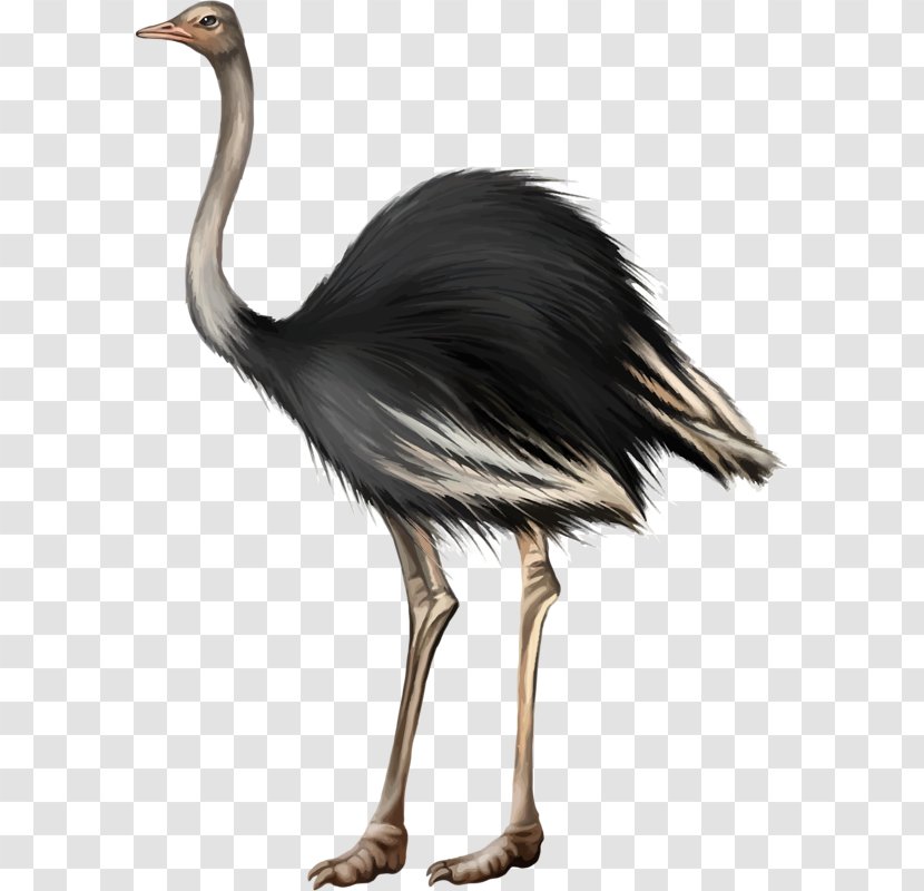 Common Ostrich Bird Egg - Black Transparent PNG