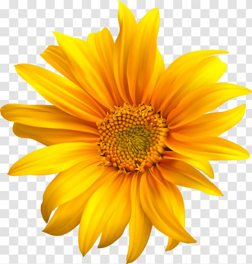 Common Sunflower Seed Oil Clip Art - Sunflowers Transparent PNG