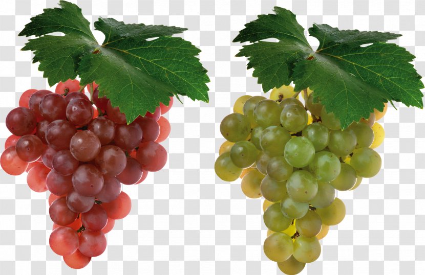 Cabernet Sauvignon Grape Juice Shiraz Fruit - Leaves - Grapes Transparent PNG