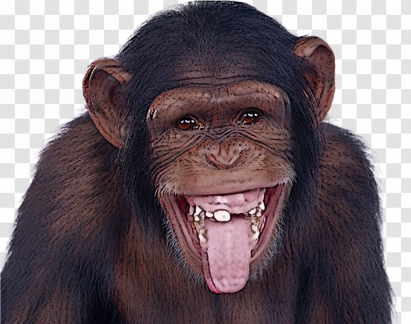 Common Chimpanzee Facial Expression Head Mouth Forehead - Smile Snout Transparent PNG