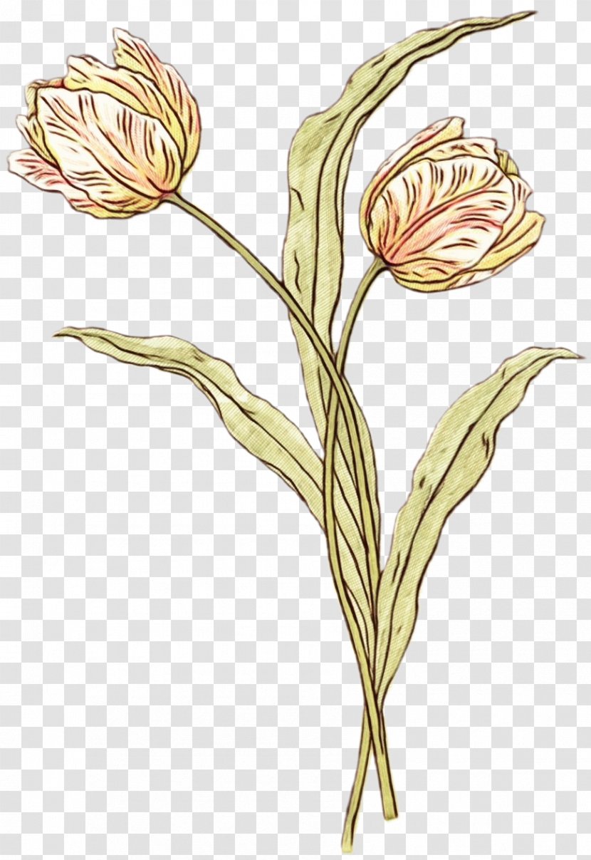 Flowering Plant Flower Stem Pedicel - Paint - Bud Lily Family Transparent PNG