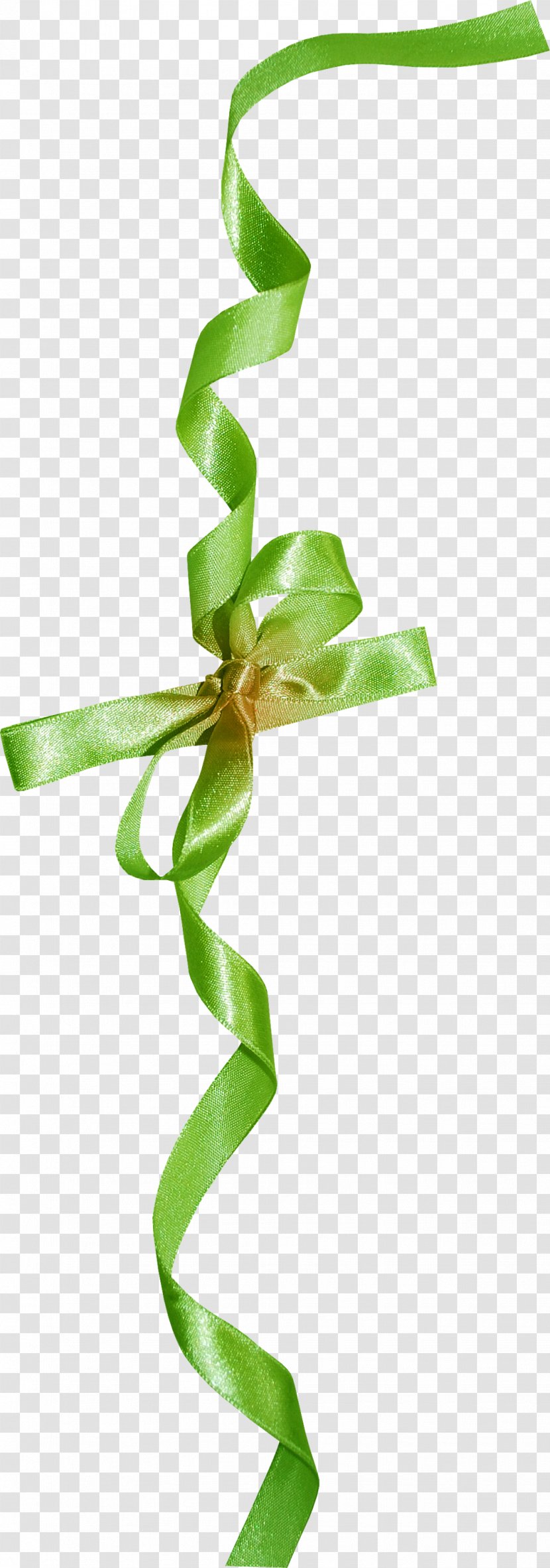 Leaf Plant Stem - Green - Ribbon Transparent PNG