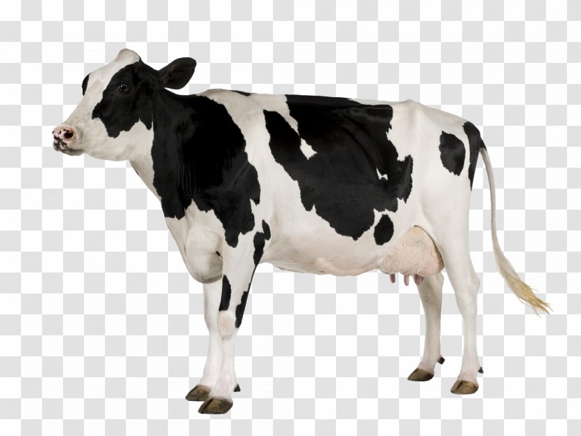 Holstein Friesian Cattle Desktop Wallpaper Display Resolution - Image File Formats Transparent PNG