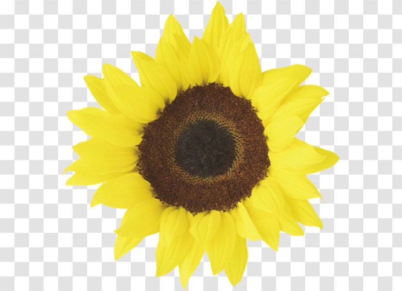 Common Sunflower Desktop Wallpaper Red Clip Art - Daisy Family - Flower Transparent PNG