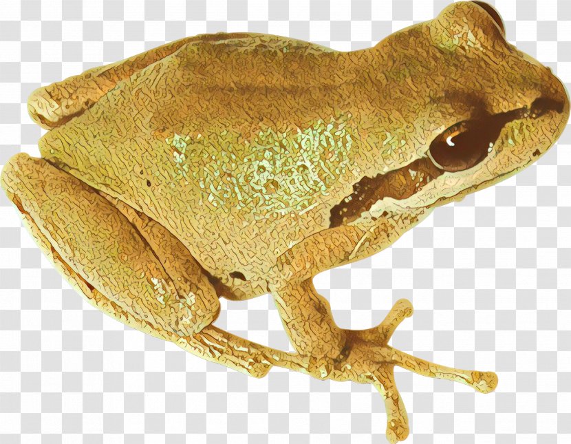 American Bullfrog True Frog Tree Toad - Fauna Transparent PNG