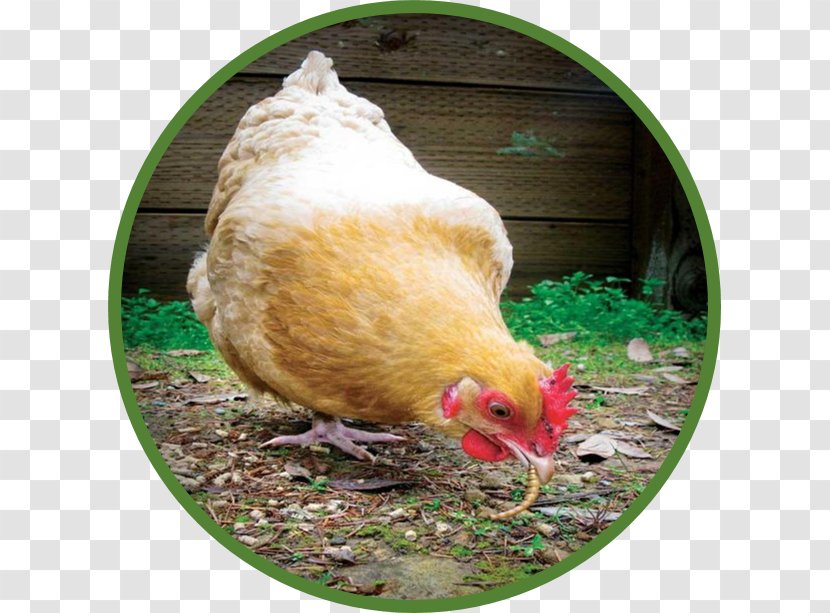 Urban Chicken Poultry Bird How To Raise Backyard Chickens: The Complete Guide Caring For Chicks Laying Hens - Flower - Farming Permaculture Transparent PNG