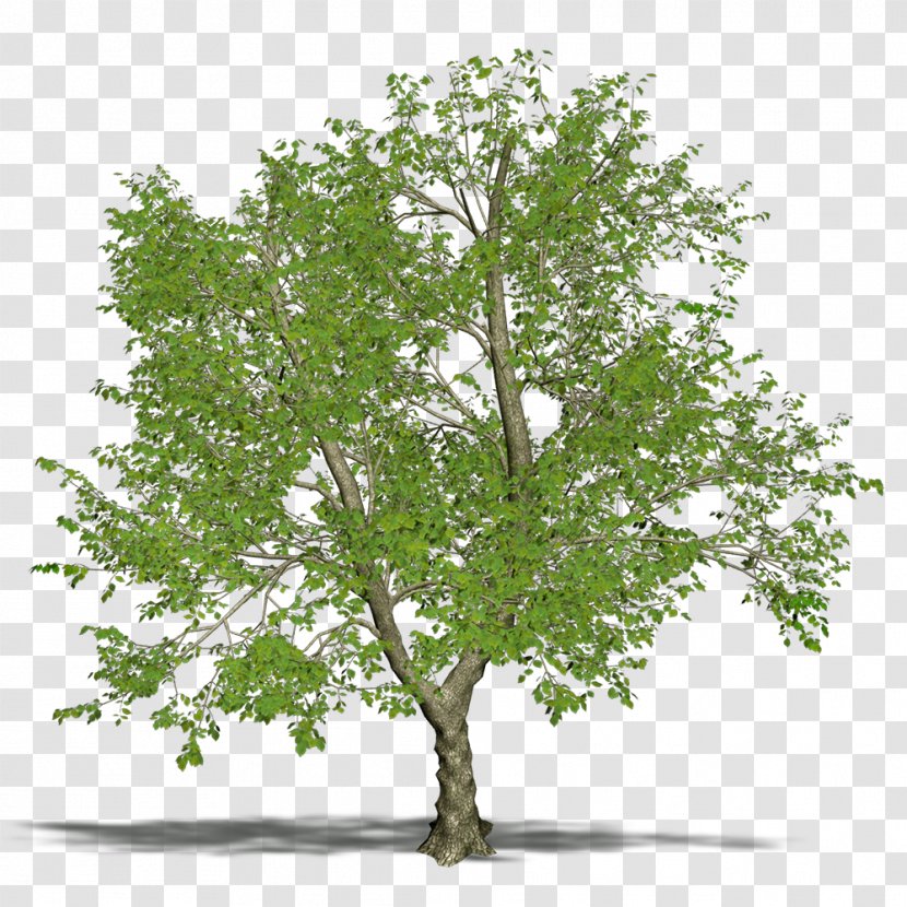 Branch Tree Green Ash - Maple Transparent PNG