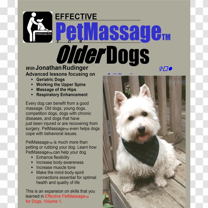 West Highland White Terrier Puppy Canine Massage Dog Breed - Like Mammal - The Cover Transparent PNG